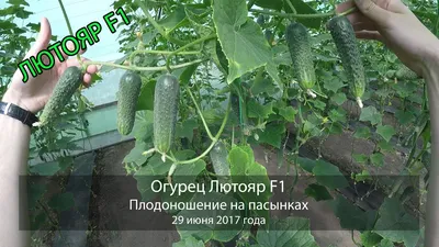 Купить Огурец Лютояр F1 Lutoyar F1