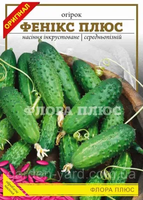 Феникс Плюс семена огурца пчелоопыляемый Україна купить, цена в  интернет-магазине Супермаркет Семян