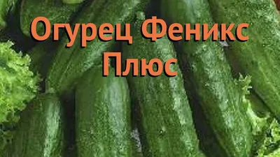 Семена огурец Феникс Плюс, 1 г | Купить, цена, отзывы в Интернет-магазине  УРОЖАЙ - agrogurt.com.ua