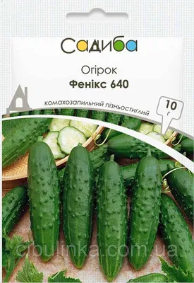 Семена огурца Феникс Плюс, 0,5кг (ID#1558548588), цена: 550.55 ₴, купить на  Prom.ua