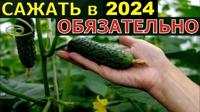 корнишон, огурец, растение, грядка, культура, грунт, почва, урожай, дача,  огород