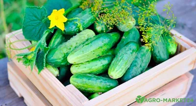 Огурцы маринованные 9-12см – Vedas купить онлайн