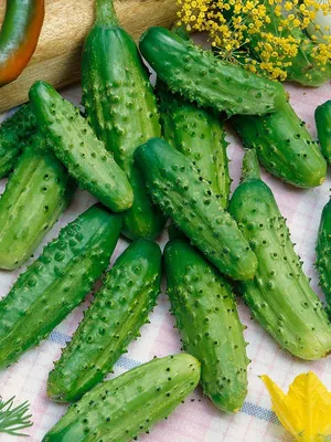 Какой сорт огурцов самый урожайный - Agro-Market24