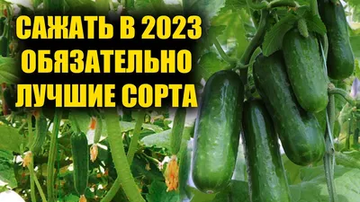 А вы любите огурцы - корнишоны? Огурец Бинго F1 - описание сорта |  Огородная фея | Дзен