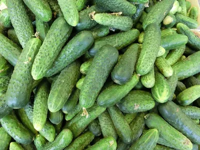 Огурец Сибирский корнишон (Siberian Gherkin)