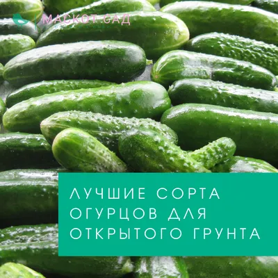Купить корнишоны маринованные оптом | «Алые Паруса»