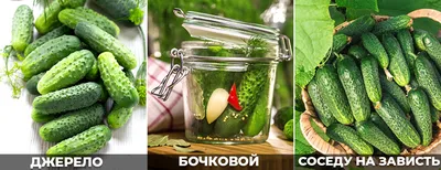 Белый Корнишон из Старого Парижа — Concombre Blanc Le Parisien | Дом  Помидоров - Помидом
