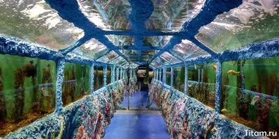Геленджикский океанариум: цены, расписание, фото | Titam.ru