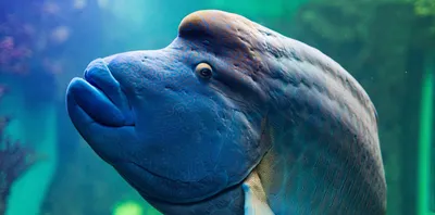 В Геленджике обанкротившийся океанариум продает акулу за 28,7 тысяч рублей  - Кубанские новости