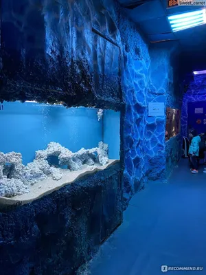 Океанариум в геленджике фото фотографии