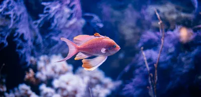 Геленджикский океанариум: подробное описание, адрес, фото, отзывы