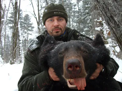 Величественный гималайский медведь на фото