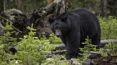 Гималайский медведь: фотографии, достойные обои на вашем экране