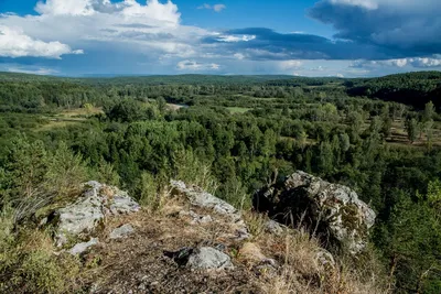 Гималайский медведь: впечатляющие снимки его дома