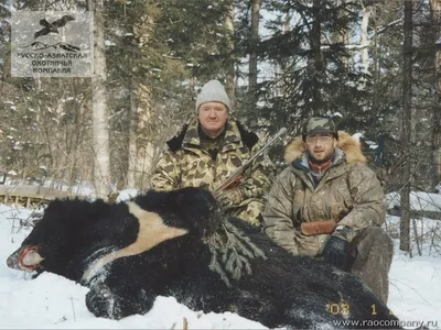 Уникальные фотографии гималайского медведя для ценителей природы