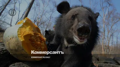 Уникальное фото гималайского медведя: скачать в высоком разрешении