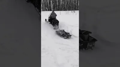 Гималайский медведь: захватывающие фотографии его мира