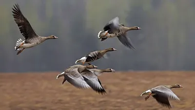 Охота на гуся в Белоруссии, цены на сайте