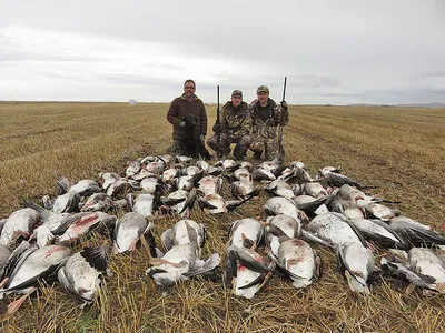 RU) Охота на гуся в Исландии | ProfiHunt : ProfiHunt