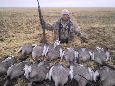 Особенности охоты на гуся - Охота в Татарстане