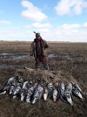 Охота на гусей в Казахстане - ohotniki.kz