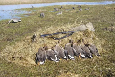 Охота на гуся в Калмыкии - Русский охотничий портал