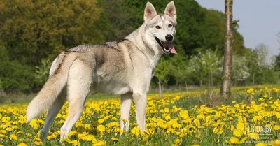 Пин от пользователя gaege на доске Dogs | Охотничьи собаки, Собаки, Собачьи  лапы