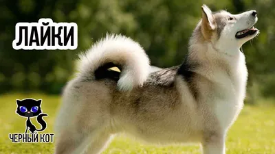 Охотничьи лайки