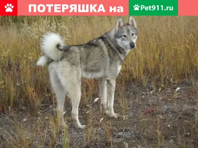 Якутская лайка: все о собаке, фото, описание породы, характер, цена