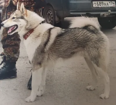 My dog West Siberian husky | Щенок хаски, Собаки, Охотничьи собаки