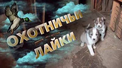 Пропали 2 охотничьи лайки в районе Озеры-Коломна, Московская область |  Pet911.ru