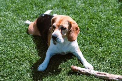 Бигль (Beagle) - это активная, дружелюбная и умная порода собак. Фото,  описание, отзывы.