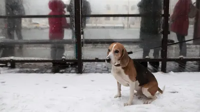 Бигль харьер (Beagle Harrier) (Породы собак) бигль харьер фото, бигль  харьер описание породы, бигль фото, бигль собака, порода бигль, бигль юа,  бигль купить, бигль щенки бигля, бигль щенок Энциклопедия о животных  EGIDA.BY