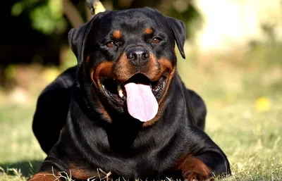 Лучшие охранные породы собак - ТОП 70 собак охранников