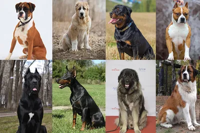 Бойцовские собаки: ТОП-15 пород с фото, названиями, описанием