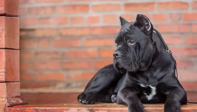 ТОП-15 самых умных пород собак в мире с фото и описанием