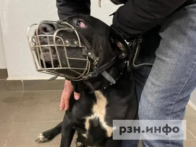 Охранные собаки: ТОП-10 пород с фото