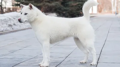 3 суровые, охранные породы собак с неожиданно очаровательными щенками. |  KHAN-СОБАКА! | Дзен