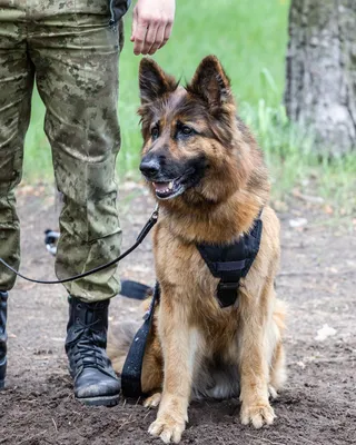 Охрана объектов служебными собаками ᐈ Физическая охрана с использованием  собак | Союз-Гарантия
