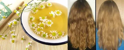 Осветляем волосы аптечной ромашкой | Saraphan.Top | Дзен