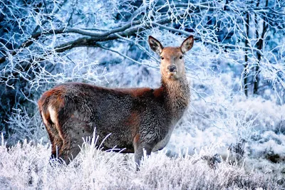 Красивый белый олень зимой в лесу» — создано в Шедевруме