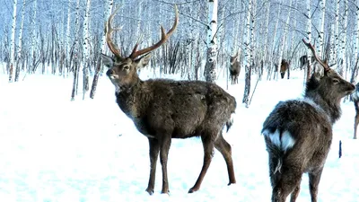 Самец благородного оленя зимой, снежный лес, художественная зима | Премиум  Фото