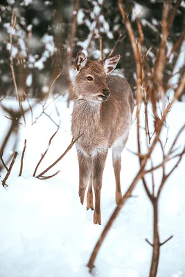 Олень, смотрящий на камеру в лесу зимой Стоковое Фото - изображение  насчитывающей игра, фауна: 232119968
