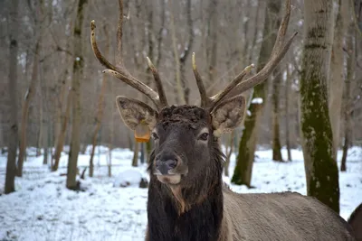 Олень | зима | deer | winter | 鹿 |冬 | rusa | musim dingin | Зима, Олень,  Рождество