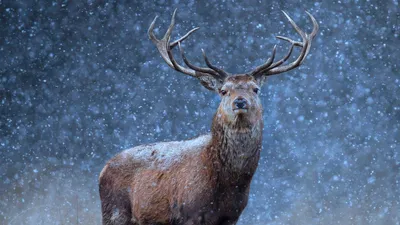 Северный олень зимой Stock Photo | Adobe Stock