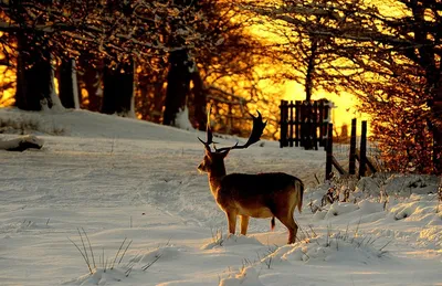 3d зимняя фотография оленей в снегу зимой | Премиум Фото