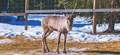 Алмазная мозаика на подрамнике 40*50 Олень зимой в лесу/ Картины стразами  животные - купить с доставкой по выгодным ценам в интернет-магазине OZON  (1288929226)