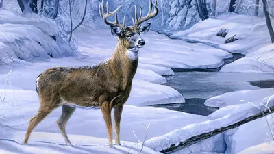 Олень оленей зимой в лесу | Премиум Фото в 2024 г | Олени, Олень, Лес