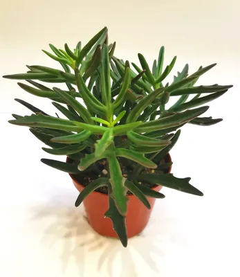 Каланхоэ лациниата Kalanchoe laciniata Суккулент Комнатное растение Оленьи  рожки (ID#1505074769), цена: 200 ₴, купить на Prom.ua