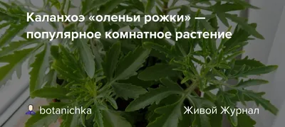 Цветение каланхоэ лациниата или оленьи рога #комиреспублика #flower  #цветыдомашние #каланхоэ - YouTube